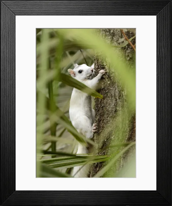 Framed Print : USA, Florida, Tallahassee, Panhandle, Tallahasse Museum, White Squirrell Framed Print : USA, Florida, Tallahassee, Panhandle, Tallahasse Museum, White Squirrell