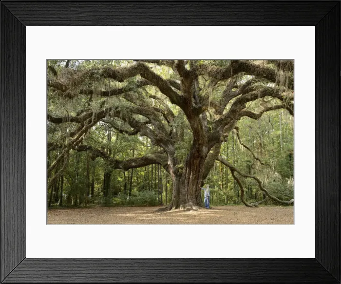 Framed Print : USA, Florida, Tallahassee, Lichgate on High street, Laura Jepsens Lichgate