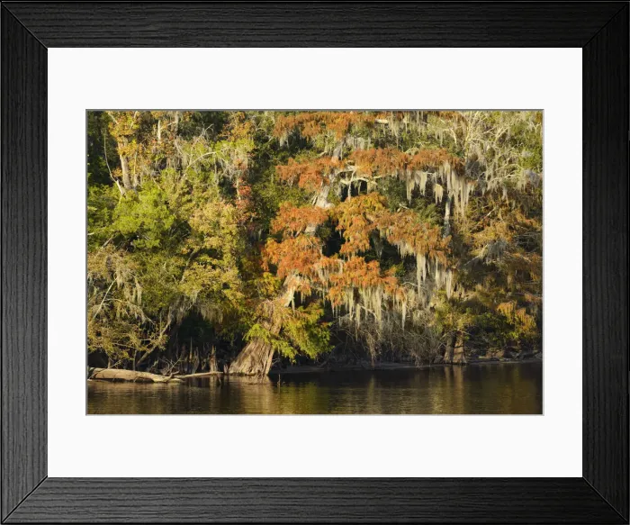Framed Print : USA, Florida, Dixie County, Suwannee River, Cypress trees in autumn along the river Framed Print : USA, Florida, Dixie County, Suwannee River, Cypress trees in autumn along the river