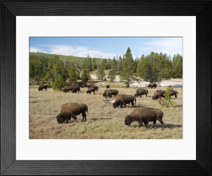 Framed Print : USA, Wyoming, Rockies, Rocky Mountains, Yellowstone, National Park, UNESCO, World Framed Print : USA, Wyoming, Rockies, Rocky Mountains, Yellowstone, National Park, UNESCO, World