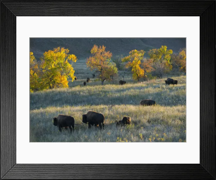 Framed Print : USA, Great plains, South Dakota, Black Hills, Custer, State Park Bison herd