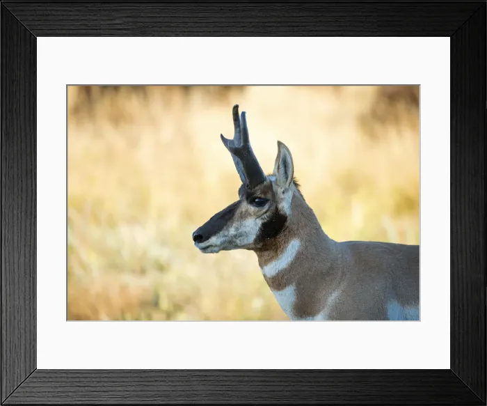 Framed Print : USA, South Dakota, Black Hills, Custer, State Park, wildlife, Antelope