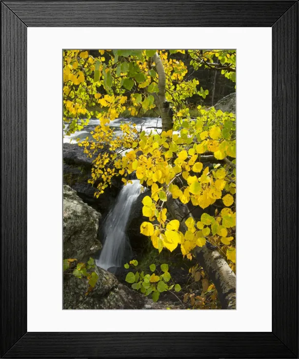 Framed Print : USA, Wyoming, Rockies, Rocky Mountains, Yellowstone, National Park, UNESCO, World Framed Print : USA, Wyoming, Rockies, Rocky Mountains, Yellowstone, National Park, UNESCO, World