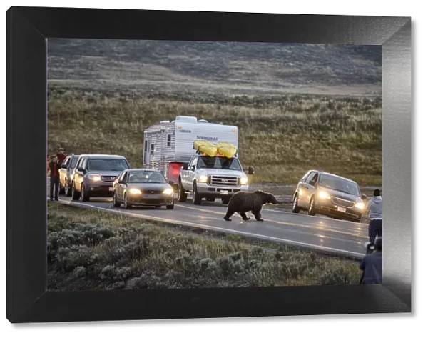USA, Wyoming, Yellowstone National Park, Grizzly bear crossing highway with tourists