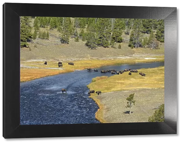 USA, Wyoming, Yellowstone National Park, Bison crossing firehole river