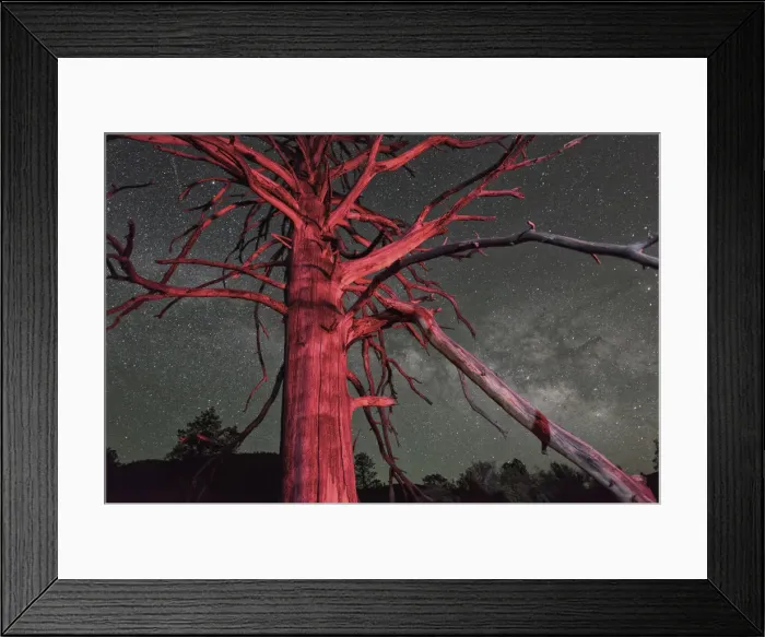 Framed Print : Dead tree and nights sky at Sunset Crater National Monument, Arizona, USA Framed Print : Dead tree and nights sky at Sunset Crater National Monument, Arizona, USA