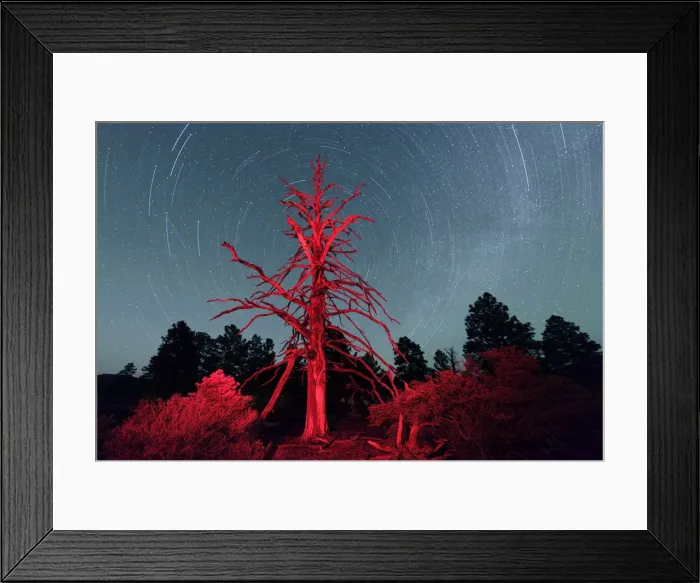 Framed Print : Dead tree and nights sky at Sunset Crater National Monument, Arizona, USA Framed Print : Dead tree and nights sky at Sunset Crater National Monument, Arizona, USA