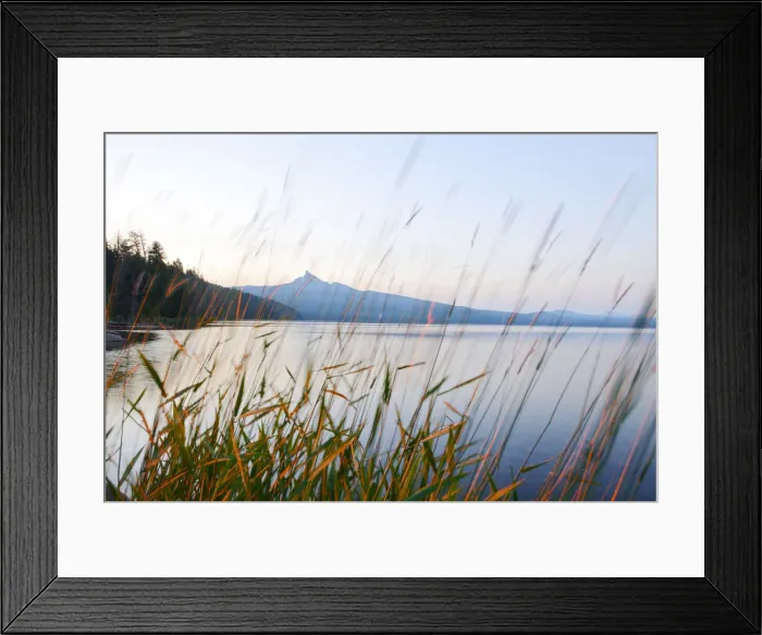 Framed Print : Mount Thielson, Fireweed, Epilobium angustifolium, Diamond Lake, Douglas County, Oregon Framed Print : Mount Thielson, Fireweed, Epilobium angustifolium, Diamond Lake, Douglas County, Oregon