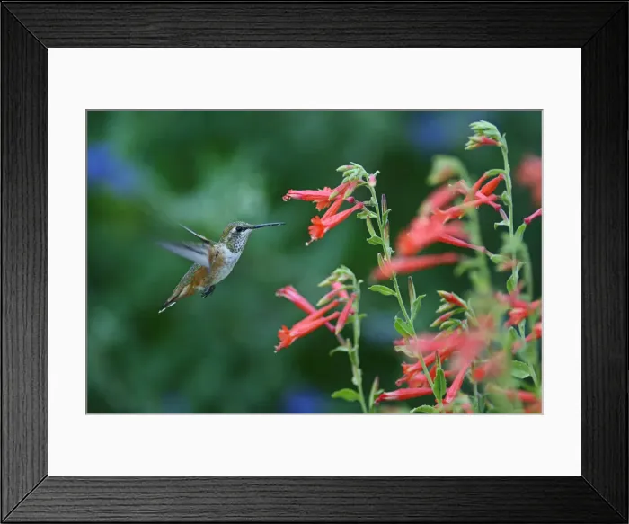 Framed Print : Rufous Hummingbird, Selasphorus rufus, Oregon, USA Penstemon pinifolius, Tall Orange Framed Print : Rufous Hummingbird, Selasphorus rufus, Oregon, USA Penstemon pinifolius, Tall Orange