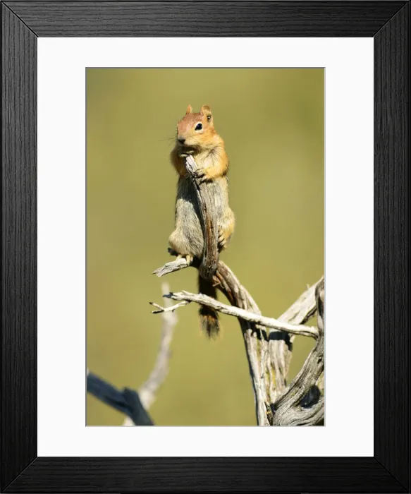 Framed Print : Golden Mantled Ground Squirrel, Callospermophilus lateralis, Oregon, USA Framed Print : Golden Mantled Ground Squirrel, Callospermophilus lateralis, Oregon, USA