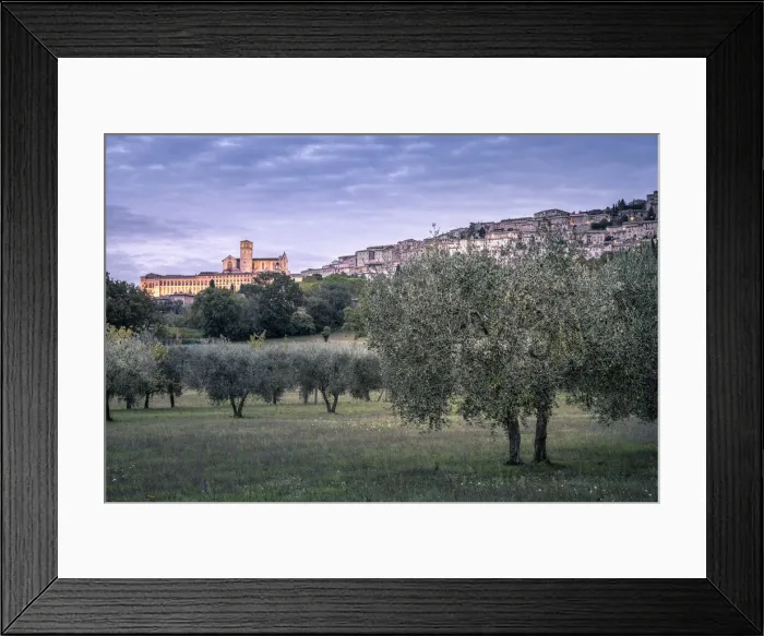 Framed Print : Olive trees and Basilica di San Francesco at dusk, Assisi, Umbria, Italy Framed Print : Olive trees and Basilica di San Francesco at dusk, Assisi, Umbria, Italy