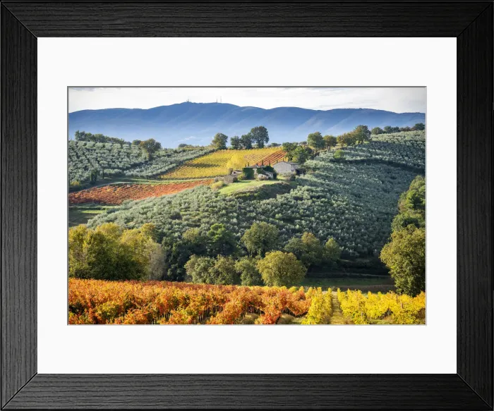 Framed Print : Sagrantino di Montefalco Vineyards in autumn, Umbria, Italy Framed Print : Sagrantino di Montefalco Vineyards in autumn, Umbria, Italy