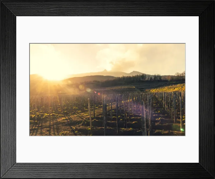 Framed Print : Europe, Italy, Sicily. A vineyard on the slopes of the Etna Volcano at sunset