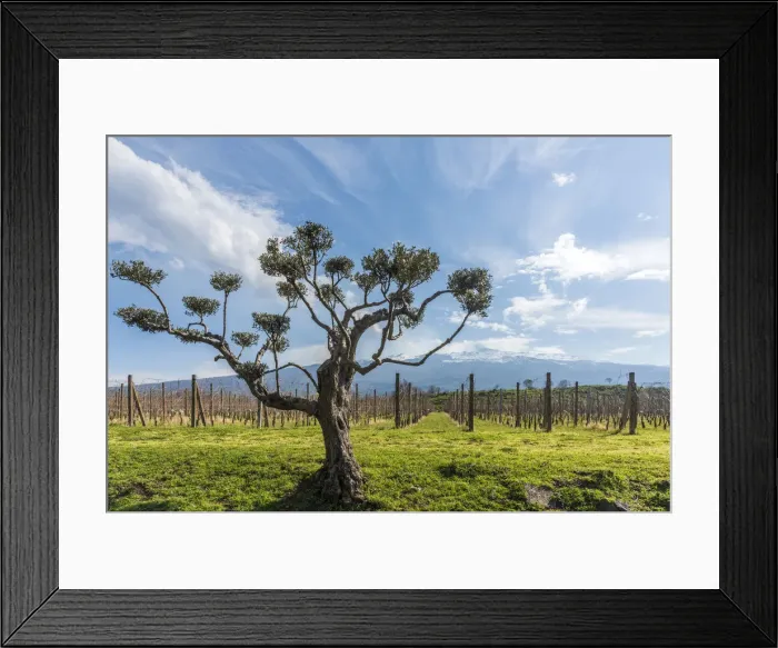 Framed Print : Europe, Italy, Sicily. Vineyard near to Castiglione della Sicilia with the Mount Etna Framed Print : Europe, Italy, Sicily. Vineyard near to Castiglione della Sicilia with the Mount Etna