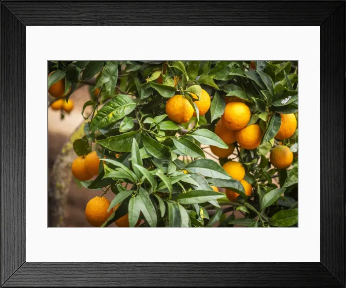 Framed Print : Europe, Italy, Sicily. An orange fruit tree in the garden of Kolymbetra in the Valley Framed Print : Europe, Italy, Sicily. An orange fruit tree in the garden of Kolymbetra in the Valley