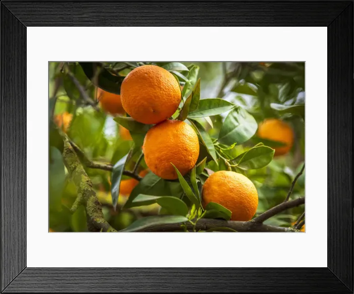 Framed Print : Europe, Italy, Sicily. An orange fruit tree in the garden of Kolymbetra in the Valley Framed Print : Europe, Italy, Sicily. An orange fruit tree in the garden of Kolymbetra in the Valley