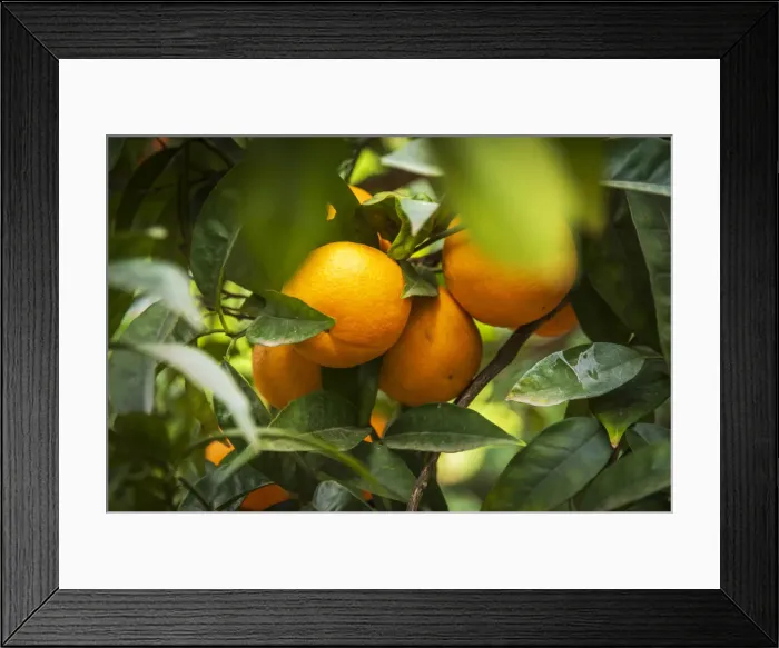Framed Print : Europe, Italy, Sicily. An orange fruit tree in the garden of Kolymbetra in the Valley Framed Print : Europe, Italy, Sicily. An orange fruit tree in the garden of Kolymbetra in the Valley