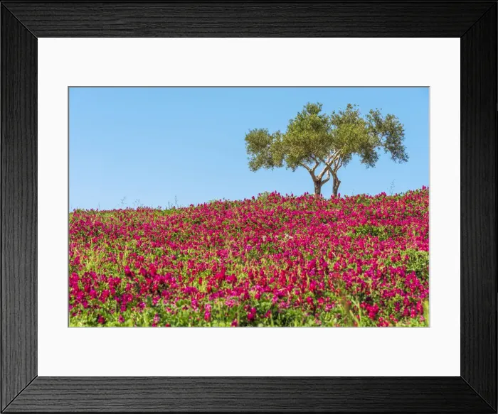 Framed Print : Europe, Italy, Sicily. A rural landscape in spring time full with flowers Framed Print : Europe, Italy, Sicily. A rural landscape in spring time full with flowers