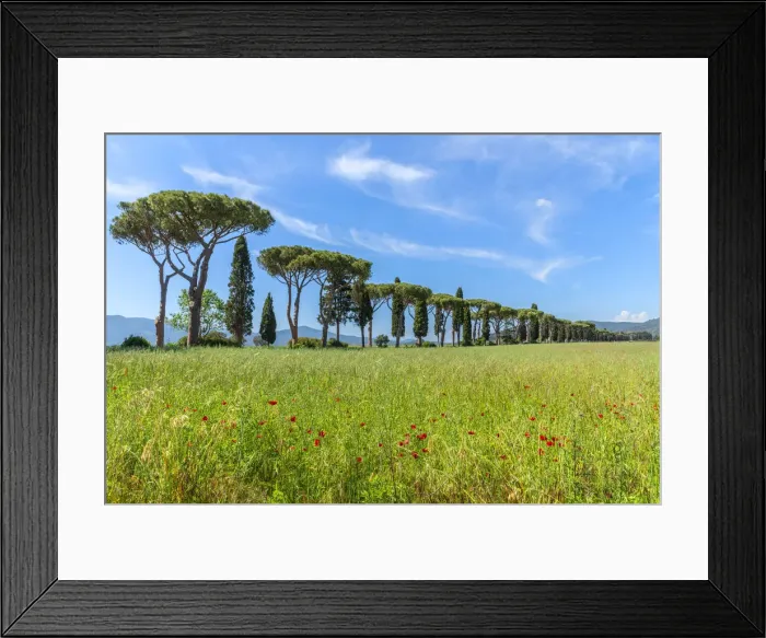 Framed Print : Alley near Ponti di Badia, Grosseto, Maremma, Tuscany, Italy Framed Print : Alley near Ponti di Badia, Grosseto, Maremma, Tuscany, Italy