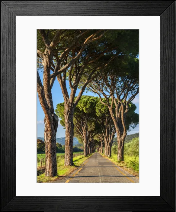 Framed Print : Alley near Sticciano Scalo, Grosseto, Maremma, Tuscany, Italy Framed Print : Alley near Sticciano Scalo, Grosseto, Maremma, Tuscany, Italy