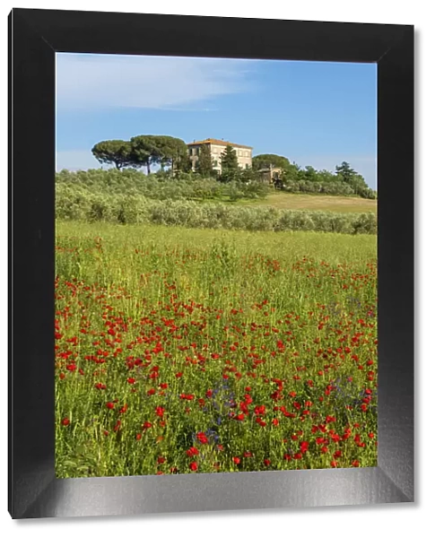 Cottage with red poppy field near Grilli, Grosseto, Maremma, Tuscany, Italy