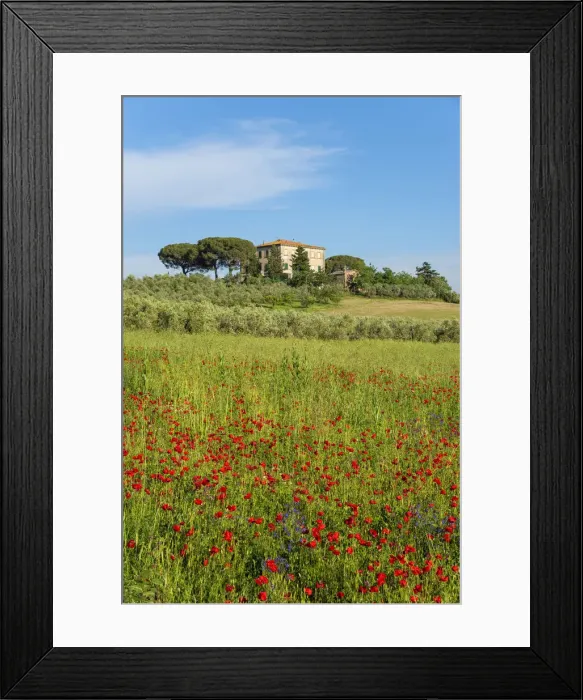 Framed Print : Cottage with red poppy field near Grilli, Grosseto, Maremma, Tuscany, Italy Framed Print : Cottage with red poppy field near Grilli, Grosseto, Maremma, Tuscany, Italy