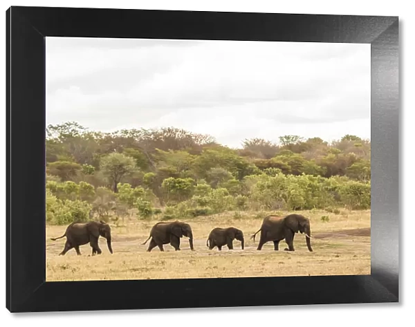 Africa, Zimbabwe, Hwange National park, a herd of elephants on their way to the water