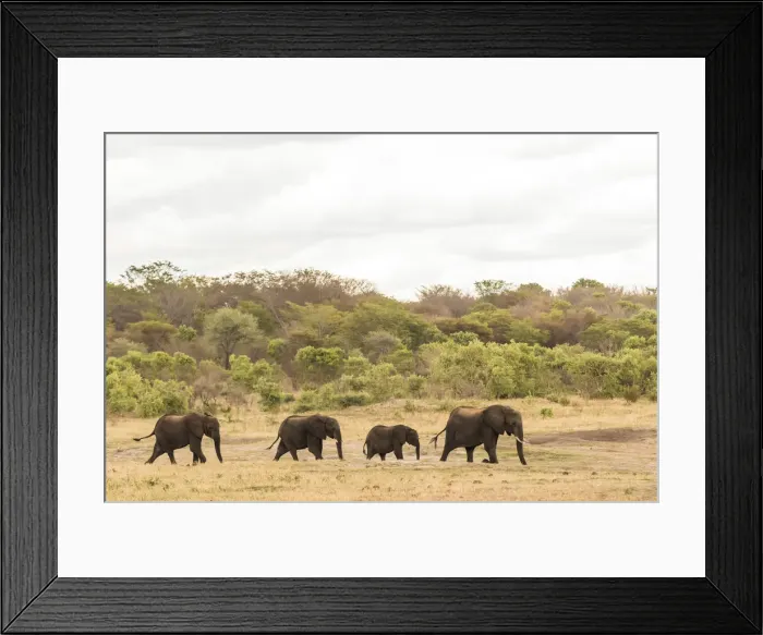 Framed Print : Africa, Zimbabwe, Hwange National park, a herd of elephants on their way to the water Framed Print : Africa, Zimbabwe, Hwange National park, a herd of elephants on their way to the water
