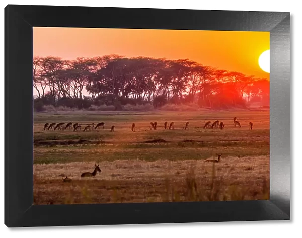 Africa, Zambia. Sunset in the Kafue national park with a group of antelopes