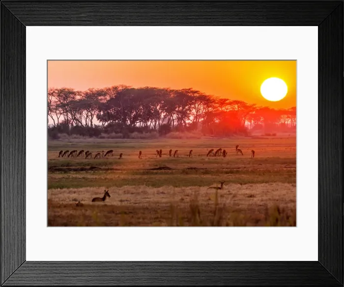 Framed Print : Africa, Zambia. Sunset in the Kafue national park with a group of antelopes Framed Print : Africa, Zambia. Sunset in the Kafue national park with a group of antelopes