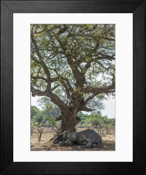Framed Print : Africa, Zambia, Southern Luangwa National Park. A sleeping elephant Framed Print : Africa, Zambia, Southern Luangwa National Park. A sleeping elephant
