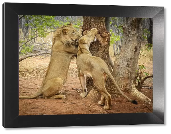 Africa, Zambia. a Young couple of lions