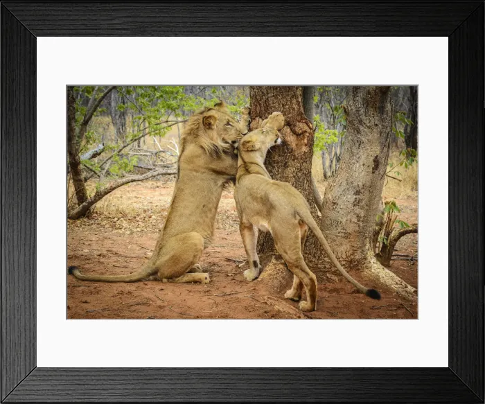 Framed Print : Africa, Zambia. a Young couple of lions
