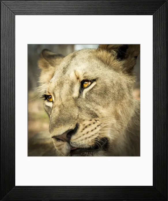 Framed Print : Africa, Zambia. a Young female lion Framed Print : Africa, Zambia. a Young female lion