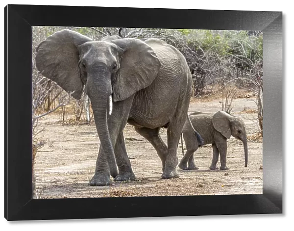 Africa, Zambia, Southern Luangwa National Park. An elephant mother with cub