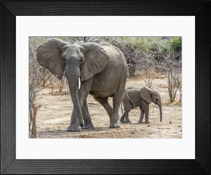 Framed Print : Africa, Zambia, Southern Luangwa National Park. An elephant mother with cub