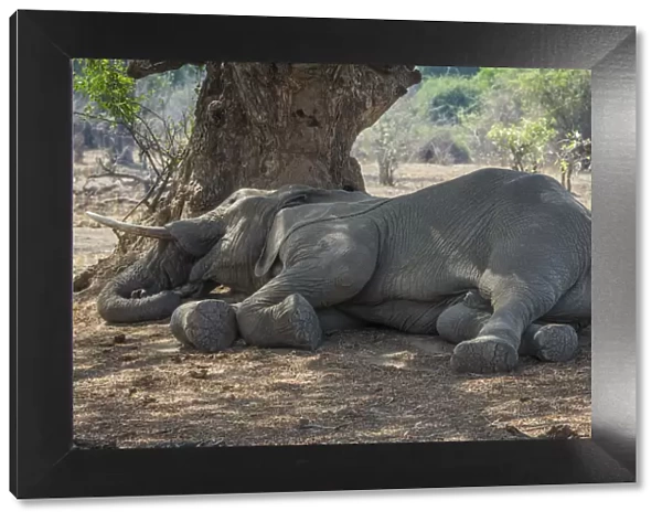 Africa, Zambia, Southern Luangwa National Park. A sleeping elephant