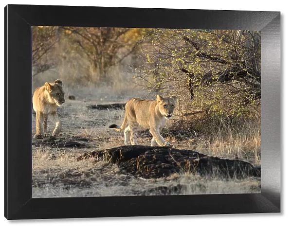 Africa, Zimbabwe, Victoria Falls, Walk with Lions