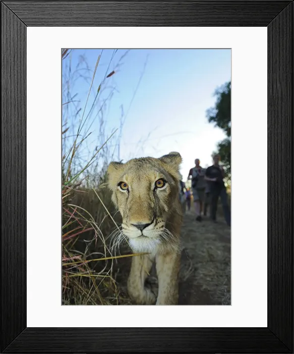 Framed Print : Africa, Zimbabwe, Victoria Falls, Walk with Lions Framed Print : Africa, Zimbabwe, Victoria Falls, Walk with Lions