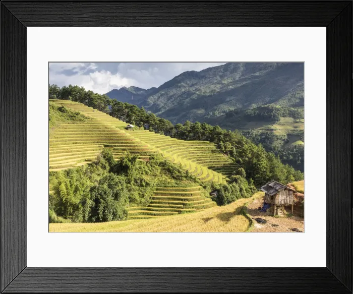 Framed Print : A stilt hut sits on a hillside of rice terraces at harvest time, Mu Cang Chai Yen Framed Print : A stilt hut sits on a hillside of rice terraces at harvest time, Mu Cang Chai Yen
