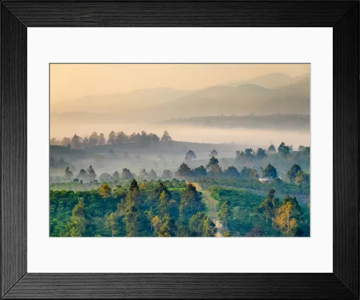 Framed Print : Early morning fog over rolling hills and coffee plantations in Central Highlands, Bao Loc Framed Print : Early morning fog over rolling hills and coffee plantations in Central Highlands, Bao Loc