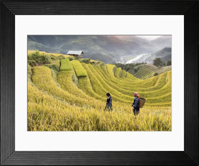 Framed Print : Two women walk though fields of rice terraces at sunset, Mu Cang Chai, Yen Bai Province Framed Print : Two women walk though fields of rice terraces at sunset, Mu Cang Chai, Yen Bai Province