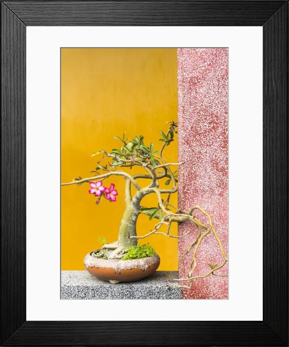 Framed Print : Bonsai tree in one of the Chinese temples of Hoi An, Vietnam Framed Print : Bonsai tree in one of the Chinese temples of Hoi An, Vietnam