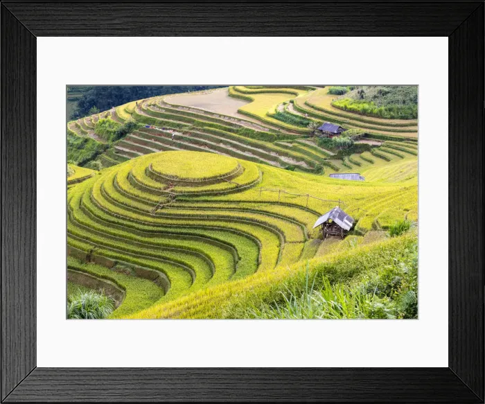 Framed Print : A stilt hut in a rice terrace at harvest time, Mu Cang Chai Yen Bai Province, Vietnam Framed Print : A stilt hut in a rice terrace at harvest time, Mu Cang Chai Yen Bai Province, Vietnam