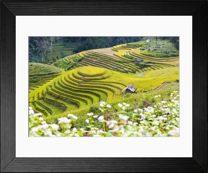 Framed Print : Stilt huts sit amongst rice terraces at harvest time, Mu Cang Chai Yen Bai Province Framed Print : Stilt huts sit amongst rice terraces at harvest time, Mu Cang Chai Yen Bai Province