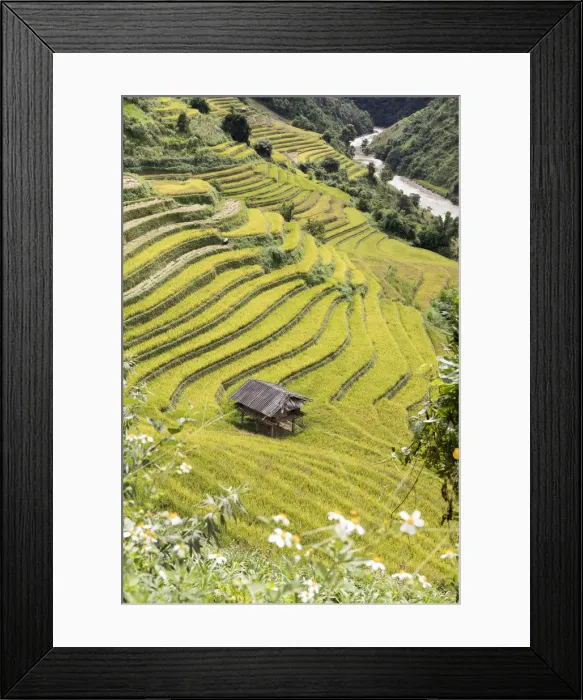 Framed Print : A stilt hut in a rice terrace at harvest time, Mu Cang Chai Yen Bai Province, Vietnam Framed Print : A stilt hut in a rice terrace at harvest time, Mu Cang Chai Yen Bai Province, Vietnam