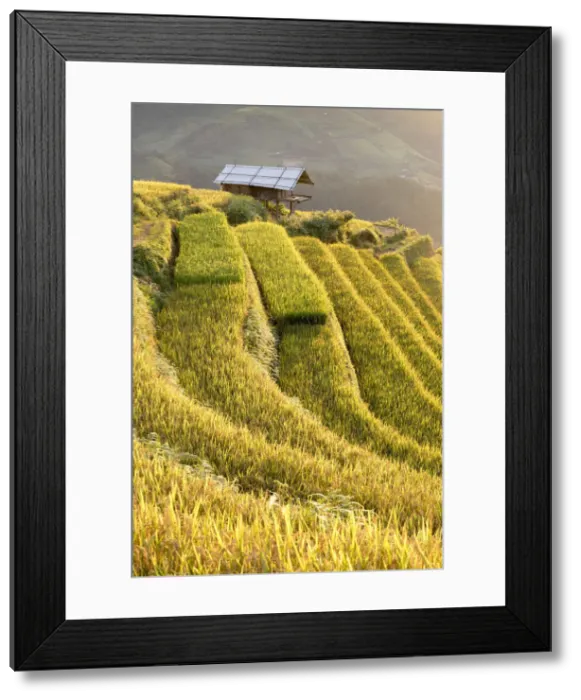Framed Print : Stilt huts sit amongst rice terraces at harvest time, Mu Cang Chai, Yen Bai Province