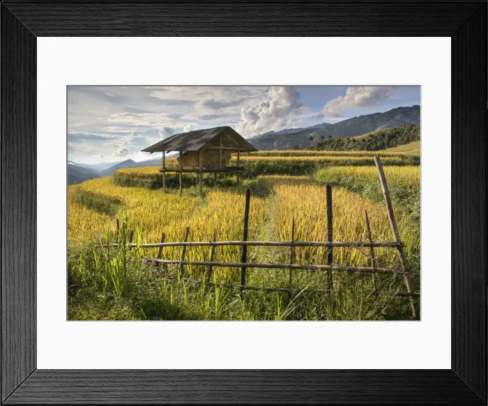 Framed Print : A stilt hut surrounded by rice at harvest time, Mu Cang Chai Yen Bai Province, Vietnam Framed Print : A stilt hut surrounded by rice at harvest time, Mu Cang Chai Yen Bai Province, Vietnam