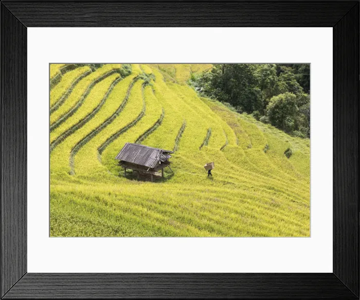 Framed Print : A farmer carries a box towards a stilt hut to harvest the rice, Mu Cang Chai, Yen Framed Print : A farmer carries a box towards a stilt hut to harvest the rice, Mu Cang Chai, Yen