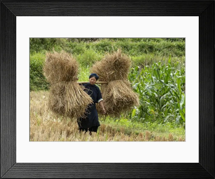 Framed Print : Asia, Vietnam, Daxin County, Phia Thap, Nung An, tribal women collecting straw Framed Print : Asia, Vietnam, Daxin County, Phia Thap, Nung An, tribal women collecting straw